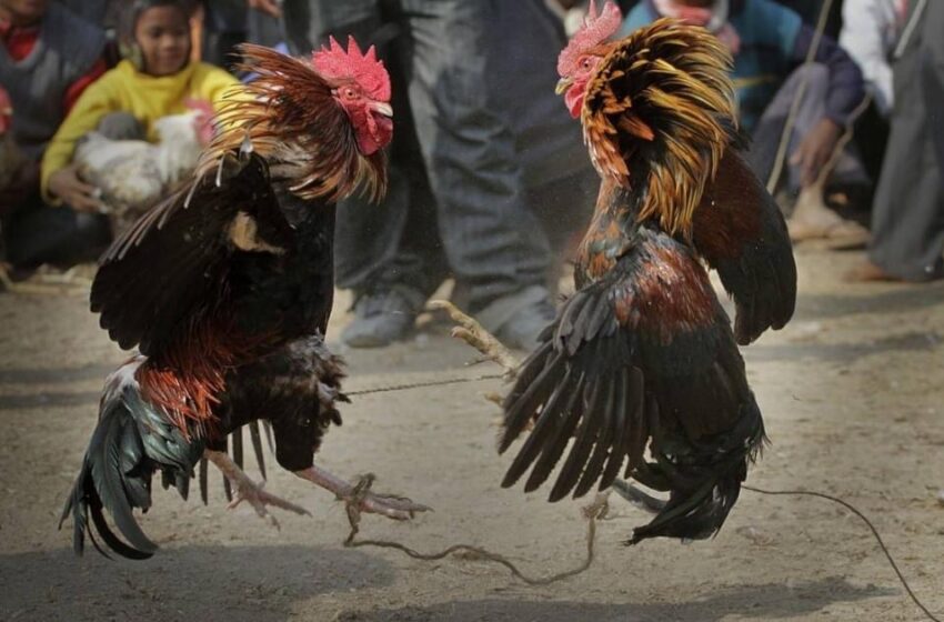  Gallo de pelea mata accidentalmente a su dueño en India