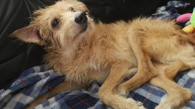  A la alza los casos de perros violados en Coatzacoalcos