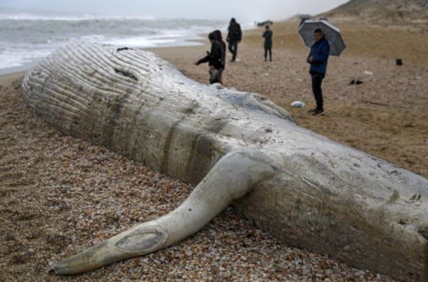  ¡Increíble! Hallan el cadáver del segundo animal más grande del mundo