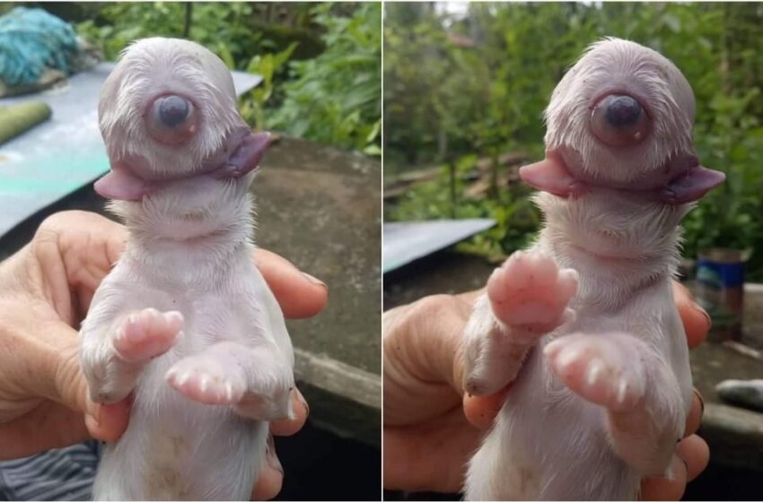  Nace perro en Filipinas con un solo ojo y dos lenguas; muere a los pocos minutos
