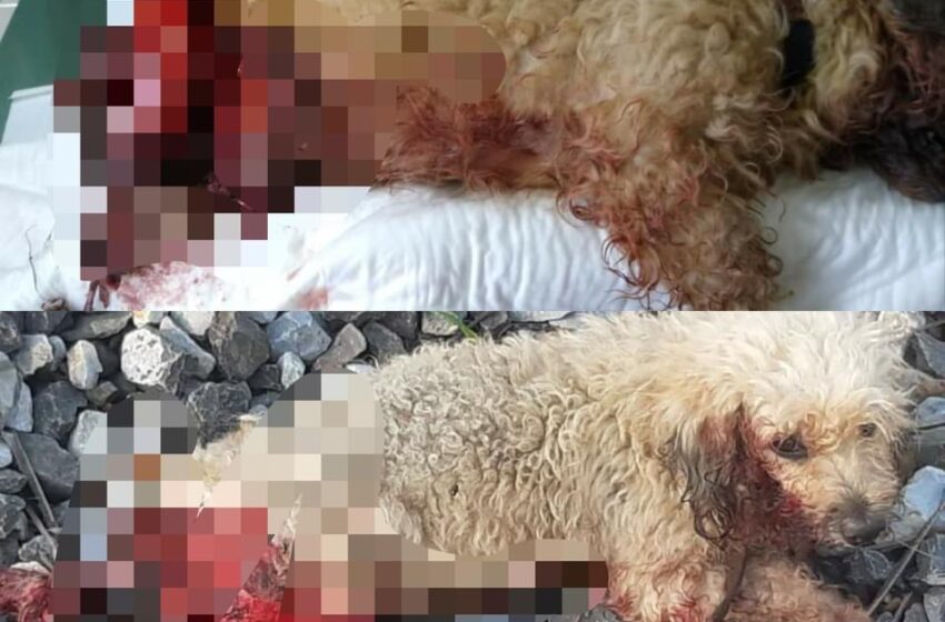  Muere perrito rescatado en la colonia Santa Rosa tras ser localizado herido en las vías del tren