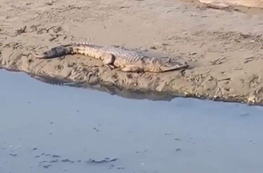  Captan a cocodrilo reposando en las playas de Coatzacoalcos
