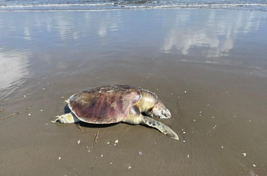  Localizan una tortuga muerta en las playas de Coatzacoalcos