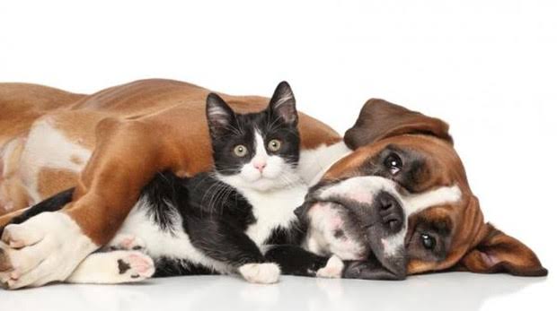  Envenenan a cinco perros y un gato en colonia de Coatzacoalcos