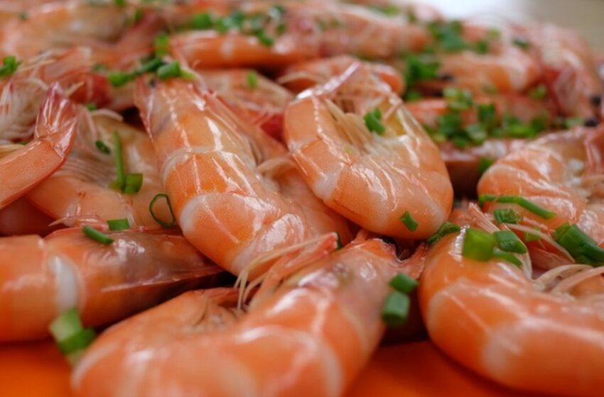  También va al alza el precio del camarón en Veracruz