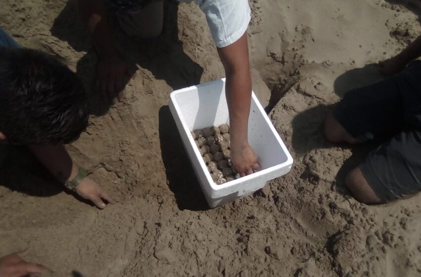  Desovan tortugas en las playas de Coatzacoalcos