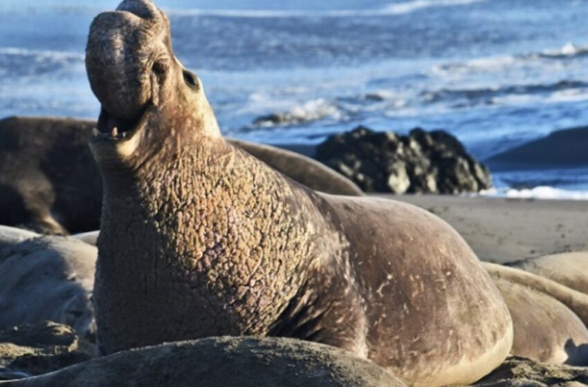  Mata a balazos a elefante marino mientras descansaba en la playa