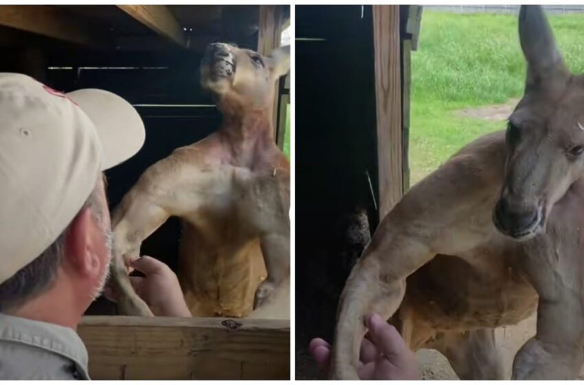  «Pasa la rutina»: Canguro ‘presume’ su increíble musculatura