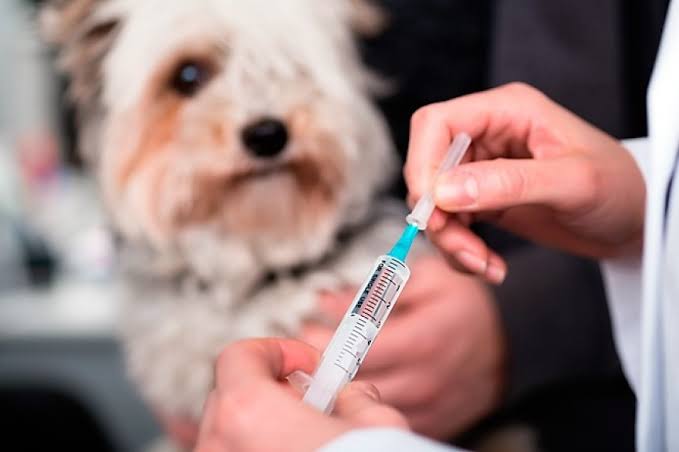  Rusia produce primer lote de vacunas contra Covid-19 para animales