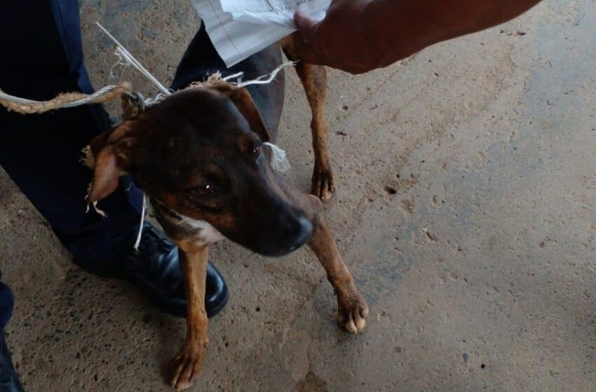  ¡Insólito! Detienen a perro que transportaba correo en cárcel de Panamá