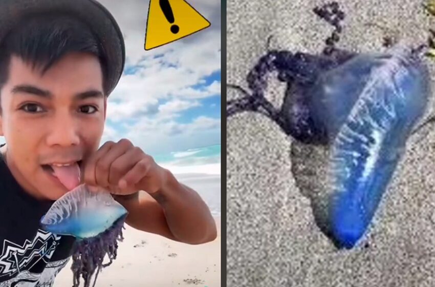  ¿Por hacerse viral en TikTok? Influencer lame animal del mar; descubre que es de los más venenosos del mundo