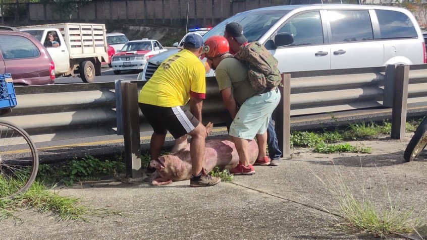  Vuelca camión que transportaba cochinos sobre la carretera Cosoleacaque – Nuevo Teapa