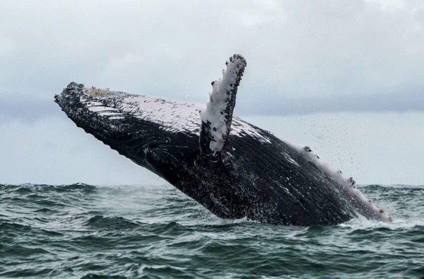  Una ballena se “traga” a un pescador frente a Massachusetts, EU; lo escupe vivo