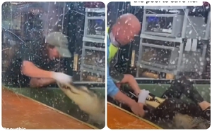  Cocodrilo intenta comerse a su joven cuidadora y le destroza la mano; impactante video se hace viral