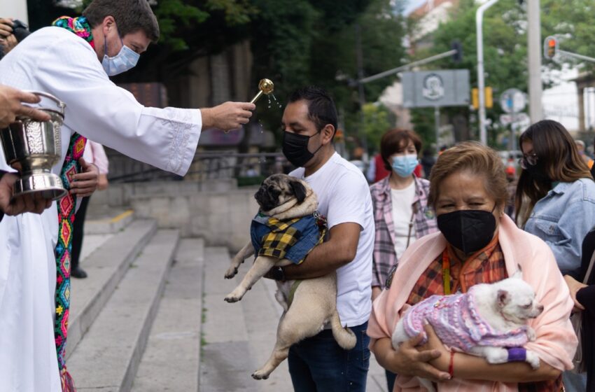  Buscan castigar con prisión a ‘secuestradores’ de mascotas en NL
