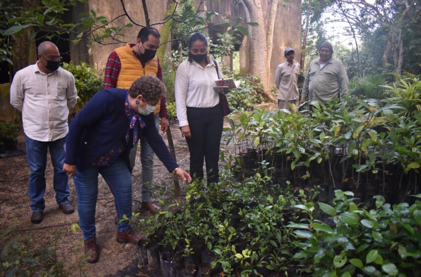  Gobierno de Esmeralda Mora rescata Vivero Municipal