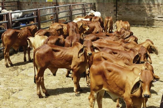  Ganaderos preocupados por el estiaje, podrían morir sus animales