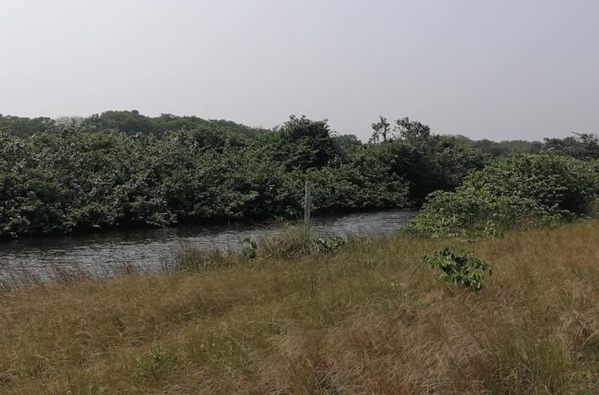  Alertan sobre la presencia de cocodrilos en ríos de Pajapan Veracruz