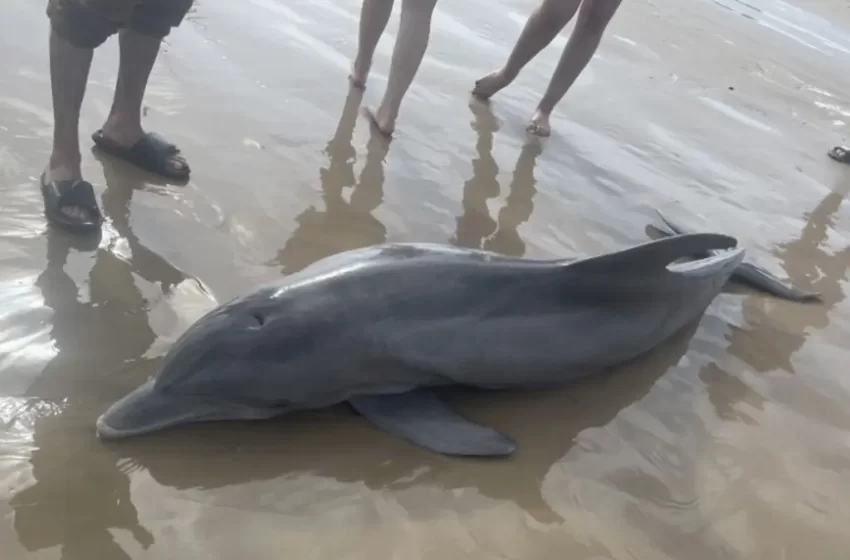  Muere delfin varado en playa tras ser acosado por bañistas; intentaron montarlo