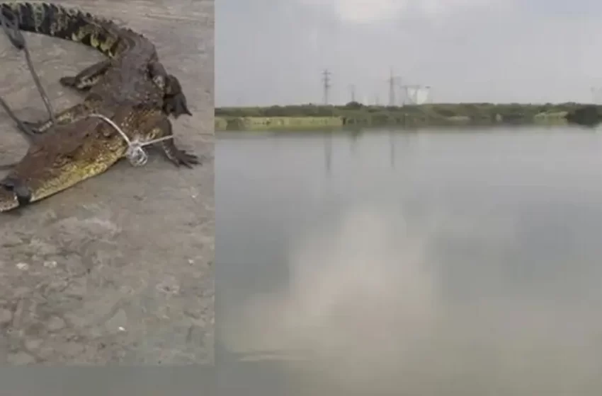  Cocodrilo ataca a niña a la orilla de laguna