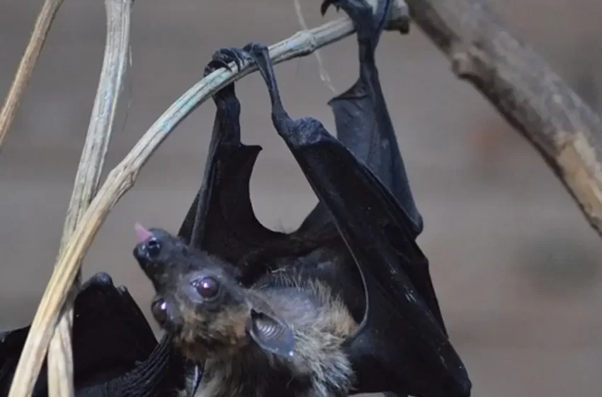  Muere segunda víctima de ataque de murciélago en Oaxaca; tenía ocho años