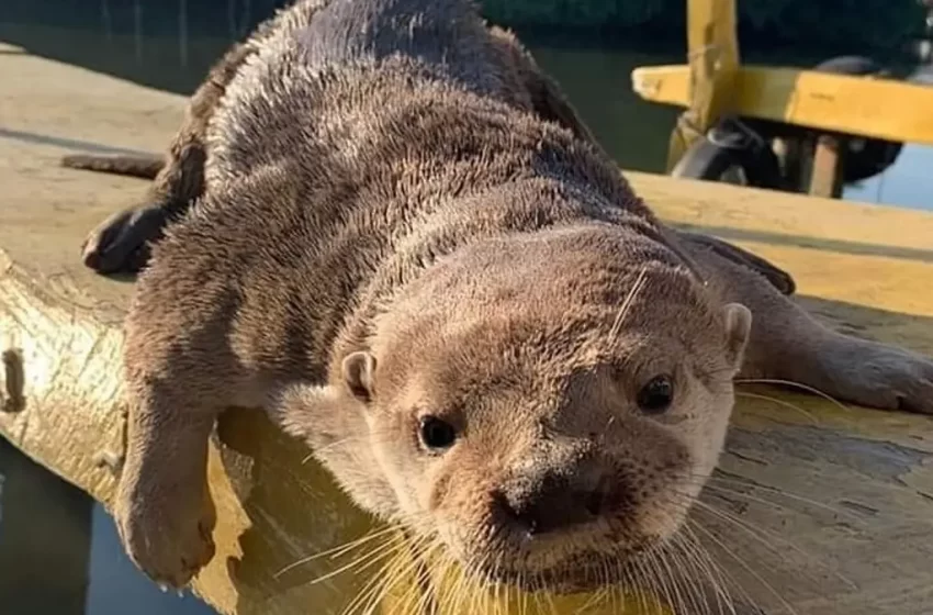  Atacan a Max, la nutria que convive con humanos en Veracruz; le dan 3 puntadas