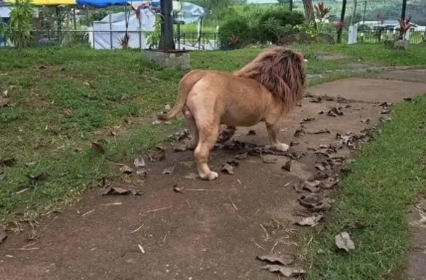  Supuesto «león» pasea por las calles de Banderilla, Veracruz