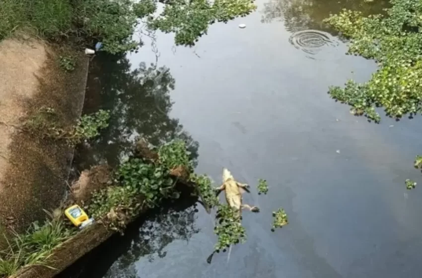  Sur de Veracruz foco rojo por caza furtiva