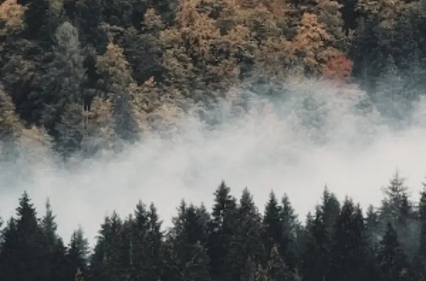  Incendios han afectado 62 mil hectáreas de bosques en Honduras