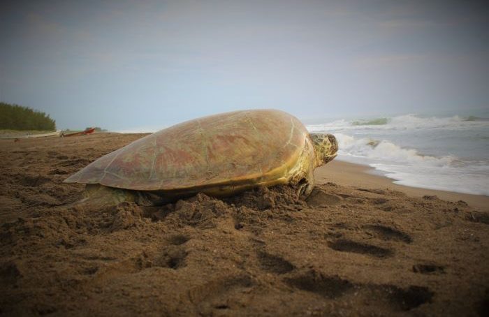  Inicia la temporada de apareamientos y anidación de tortugas
