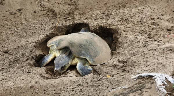  Se protege a las tortugas que llegan a desovar a las playas de Coatzacoalcos