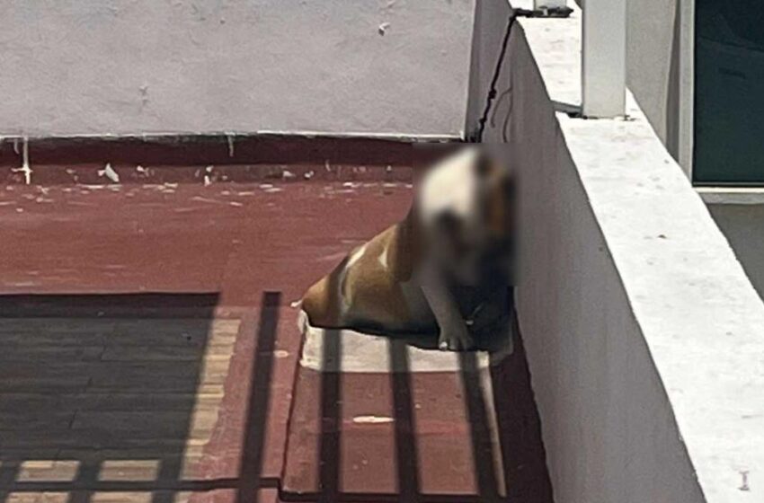  Perro muere ahorcado en azotea, responsabilizan a integrantes de grupo musical