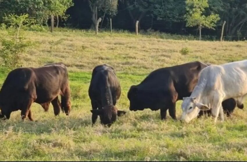  Falta de aretes para ganado paraliza al sector ganadero en la zona norte