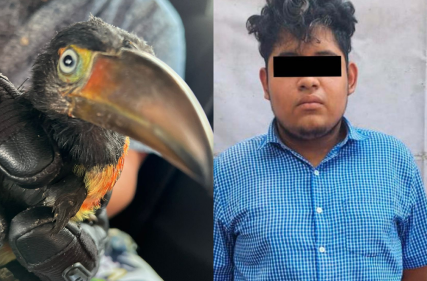  Detienen a sujeto de 19 años; vendía tucán en peligro de extinción en 40 mil pesos