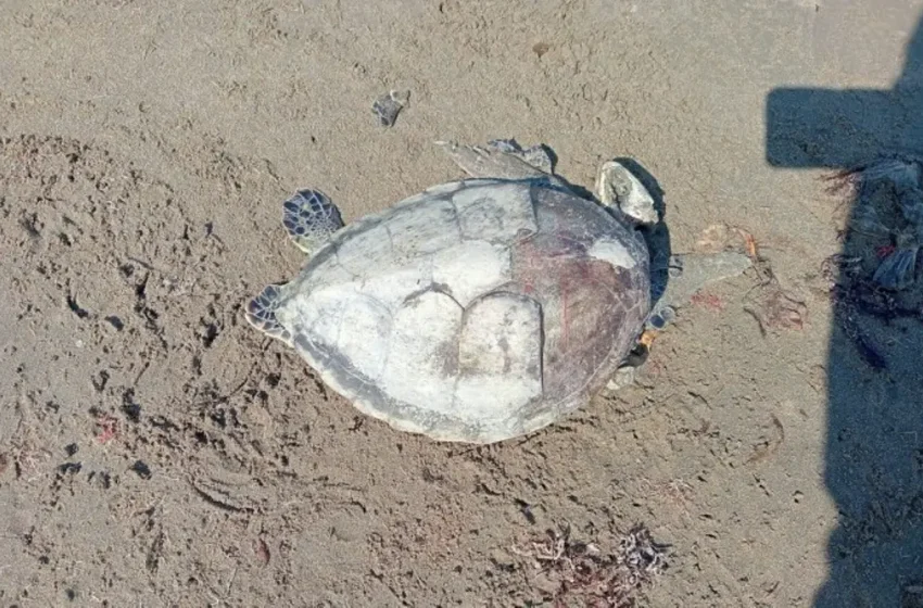  Derrame de petróleo deja segunda tortuga marina muerta al sur de Veracruz